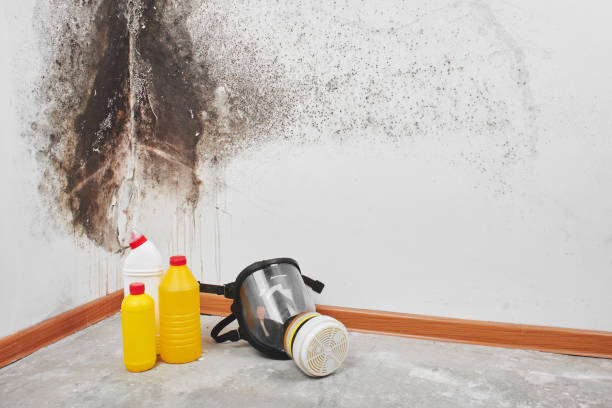 Best Mold Cleaning Services  in Kingsbury, NV