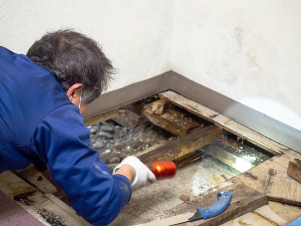 Best Mold Damage Repair  in Kingsbury, NV