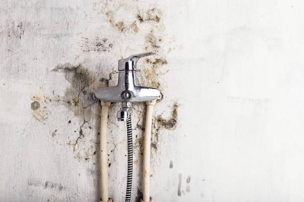 Best Same-Day Mold Removal  in Kingsbury, NV