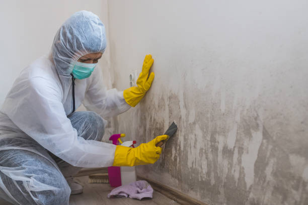Best Residential Mold Removal  in Kingsbury, NV