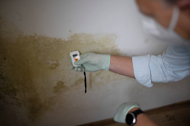Best Certified Mold Removal  in Kingsbury, NV