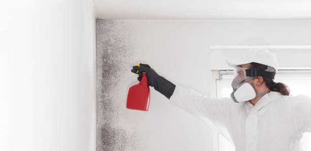 Best Attic Mold Removal  in Kingsbury, NV