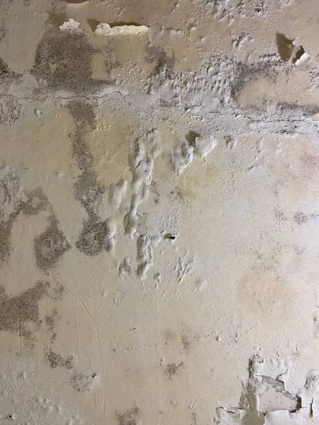 Best Mold Remediation  in Kingsbury, NV