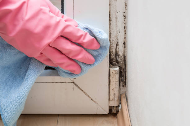 Best Toxic Mold Removal  in Kingsbury, NV